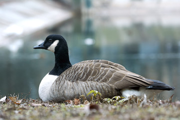 Canadian goose or Branta restingn in  near the pond. A bird in a park in autumn in Eastern Europe Ukraine.  Bird watching in the city