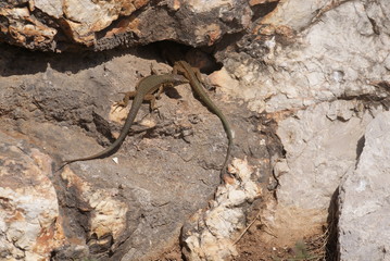 Dos ejemplares de lagartija balear de color marrón y verde pardo sobre rocas en día soleado de verano en Parque Natural de isla sa Dragonera, Islas Baleares, España.
