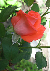 rose