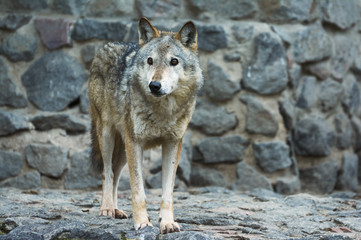 Grey Wolf  captivity in the zoo.  Animal in captivity. Cool for illustrations about animal rights.
