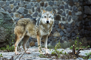 Grey Wolf  captivity in the zoo.  Animal in captivity. Cool for illustrations about animal rights.