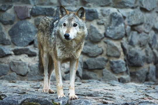 Grey Wolf  captivity in the zoo.  Animal in captivity. Cool for illustrations about animal rights.