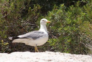 Gaviota patiamarilla adulta sobre roca entre vegetación de pinos y matorrales verdes en día soleado de verano en isla sa Dragonera, Islas Baleares, España.
