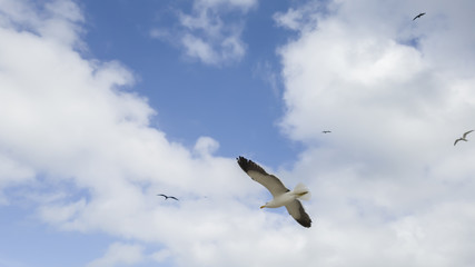Nice to watch the solitary flight of seagulls, enjoy your freedom, walking on the beach of Itaipu, in Niterói, Rio de Janeiro.