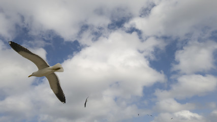 Nice to watch the solitary flight of seagulls, enjoy your freedom, walking on the beach of Itaipu, in Niterói, Rio de Janeiro.