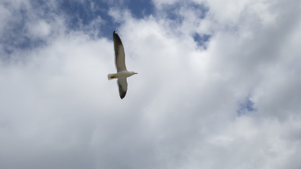 Nice to watch the solitary flight of seagulls, enjoy your freedom, walking on the beach of Itaipu, in Niterói, Rio de Janeiro.