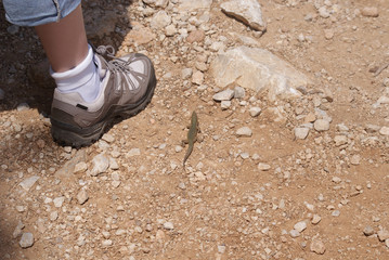 Lagartija balear de color marrón y verde pardo sobre suelo de piedras junto a pie de mujer joven en día soleado de verano en Parque Natural de isla sa Dragonera, Islas Baleares, España.