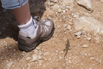Lagartija balear de color marrón y verde pardo sobre suelo de piedras junto a pie de mujer joven en día soleado de verano en Parque Natural de isla sa Dragonera, Islas Baleares, España.
