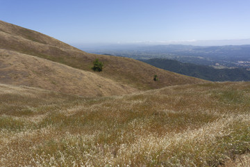 Windy Golden Hills