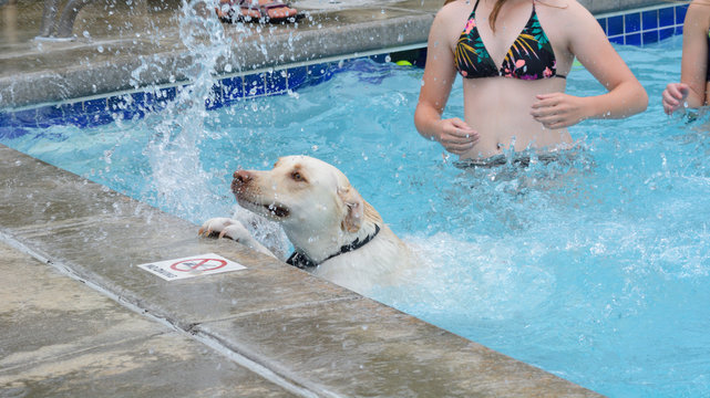 Girls teaching golden labrador mixed breed dog how to swim at public park dog pool party 