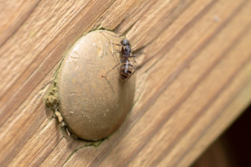 Ant on a Nut