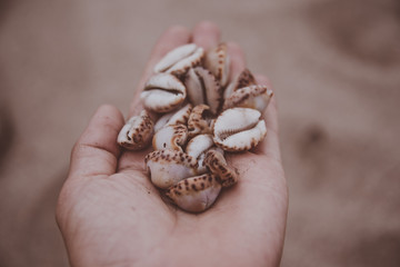 cowrie shells