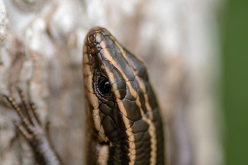 Lizard up Close