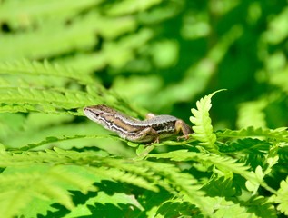 日の光をあびるニホンカナヘビ