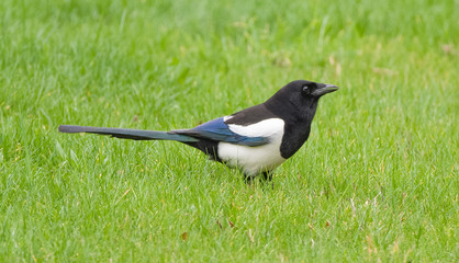Elster auf der Wiese