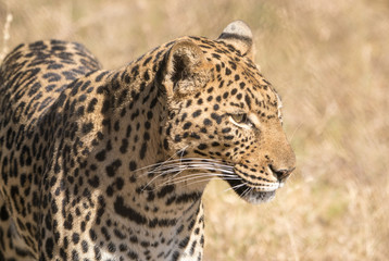 leopard in close up
