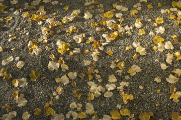 Fallen Yellow Leaves on Gray Gravel 