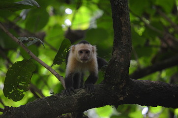 Capuchin monkey, costa rica