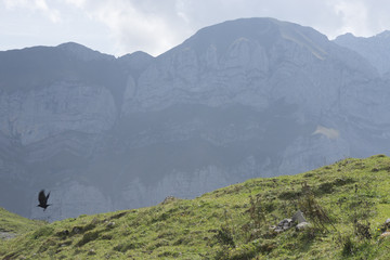 Black Bird Flying Low in Mountains