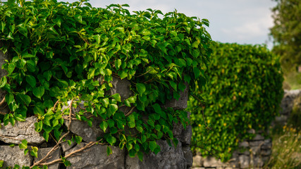Fototapeta na wymiar Ivy growing on old stone wall 