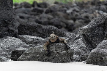 Marine iguana in Tortuga Bay Beach, Galapagos