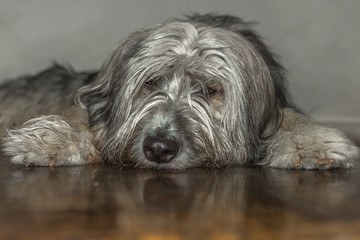 Cachorro deitado com reflexo no piso.