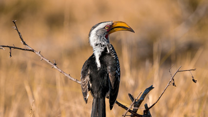 Yellow billed hornbill on a branch