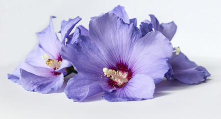 Close up shot of beautiful lilac hibiscus flowers on white background.