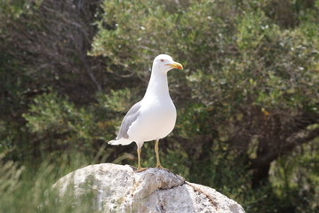 Gaviota patiamarilla adulta vigililando su nidada sobre roca entre vegetación de pinos y matorrales verdes en día soleado de verano en isla sa Dragonera, Islas Baleares, España.	