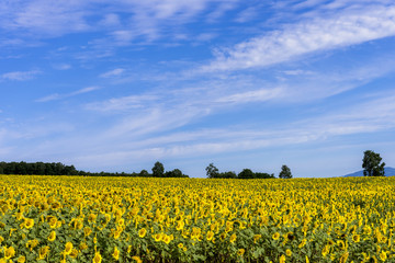 Fototapeta premium 北竜町のひまわり畑