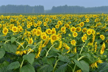 Sunflowers in the field