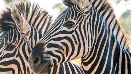 Fototapeta na wymiar Close up of a zebra in south africa.