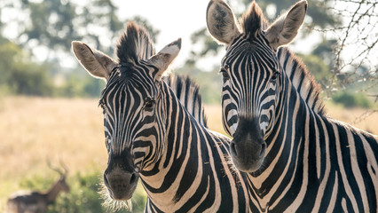 Two zebras in a portrait standing in africa.