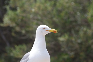 Gaviota patiamarilla adulta entre vegetación de pinos y matorrales verdes en día soleado de verano en isla sa Dragonera, Islas Baleares.	
