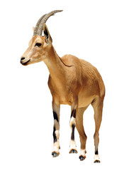 Ibex Mountain goat isolated on white background