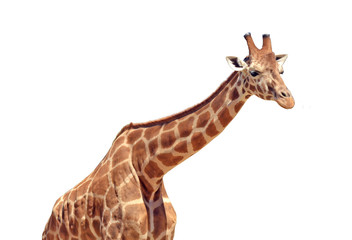 Giraffe isolated on white background