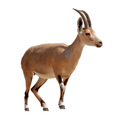 Ibex Mountain goat isolated on white background