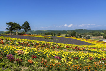 丘の町・美瑛のお花畑