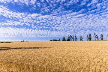 丘の町・美瑛の麦畑