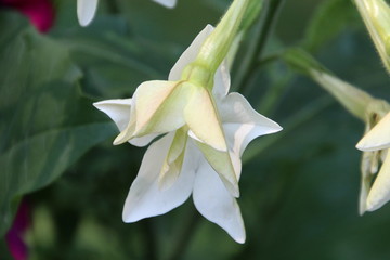 Flowers At Alexander Circle, Edmonton, Alberta