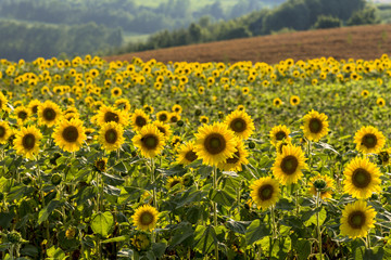 美瑛・新栄の丘のひまわり畑