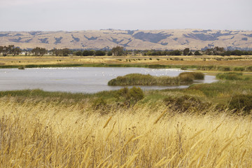 Large Group of Pelicans in Grassy Marsh - Mating Season