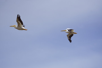 White Pelicans Flying