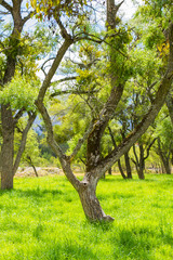 Fototapeta premium arbol