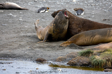 seal sitting on a rock