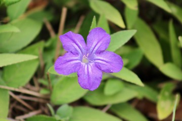 Single Purple Lithodora bloom