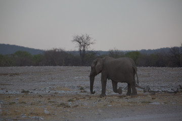 elephant in africa in a group