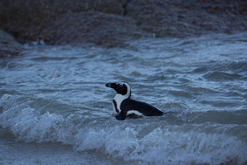 group of penguins in africa