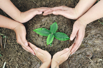 Plant surrounded by hands, nurturing and watering young baby plants growing in germination sequence...
