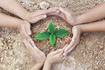 Plant surrounded by hands, nurturing and watering young baby plants growing in germination sequence...